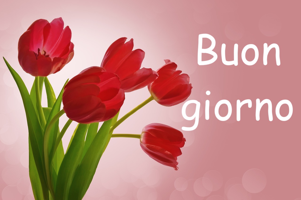 immagine di alcuni tulipani rossi su sfondo rosa